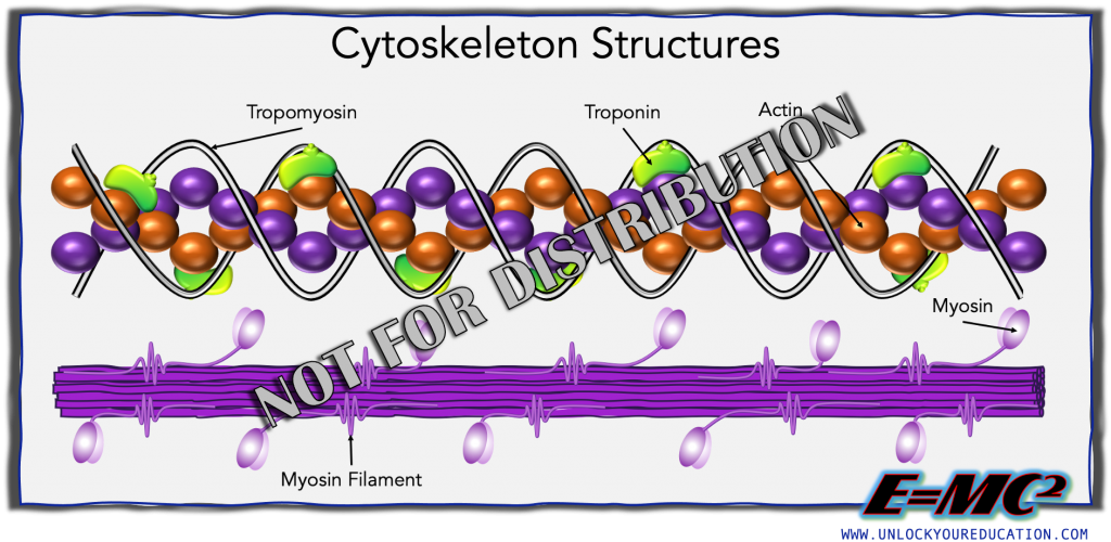 E=MC2 Anatomy Illustrations