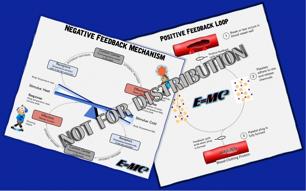 E=MC2 Anatomy Illustrations