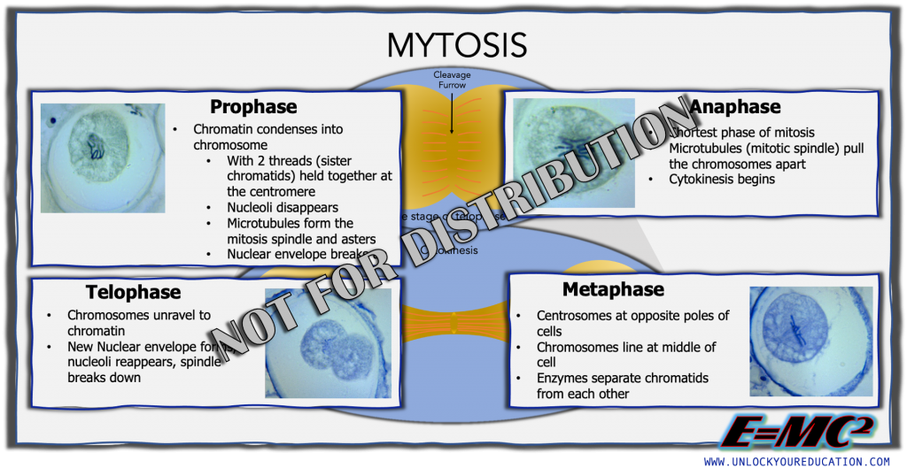 E=MC2 Biology Illustrations