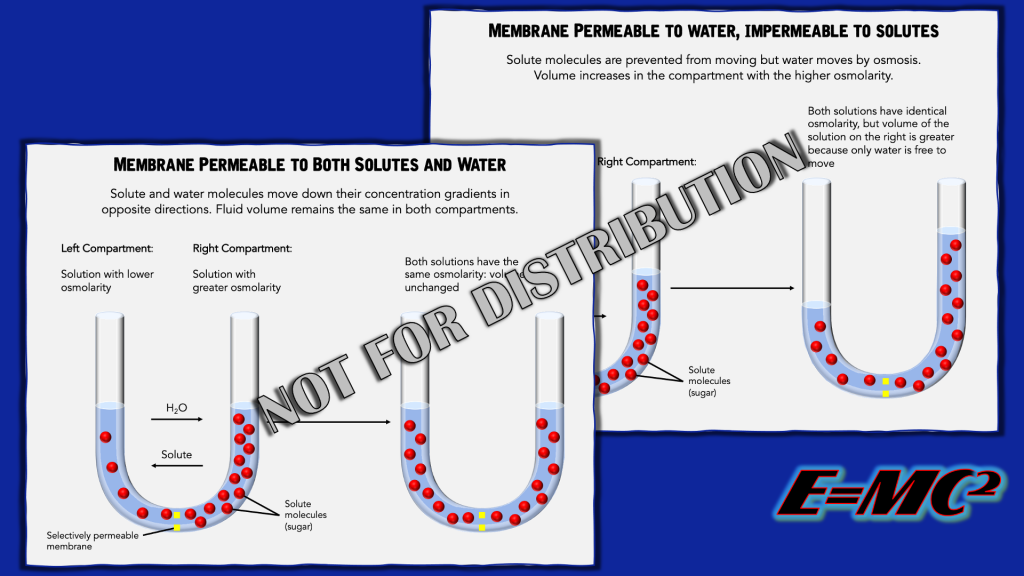 E=MC2 Biology Illustrations