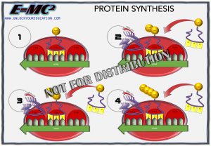 E=MC2 Biology Illustrations