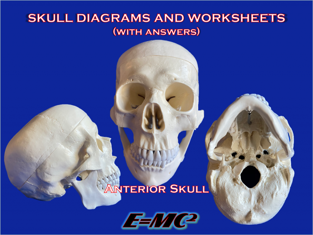 Anatomy / Biology Illustrations